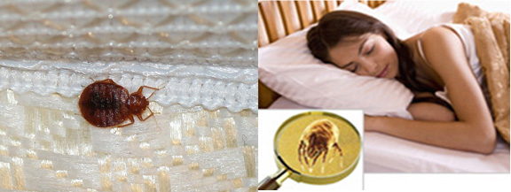 Mattress Cleaning San Leandro, CA