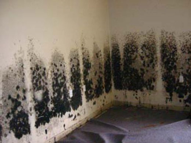 Mold and Mildew Removal San Leandro, CA