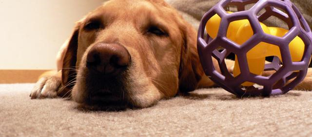 Pet Stain and Odor Removal San Leandro, CA