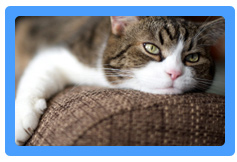 Upholstery Cleaning San Leandro, CA